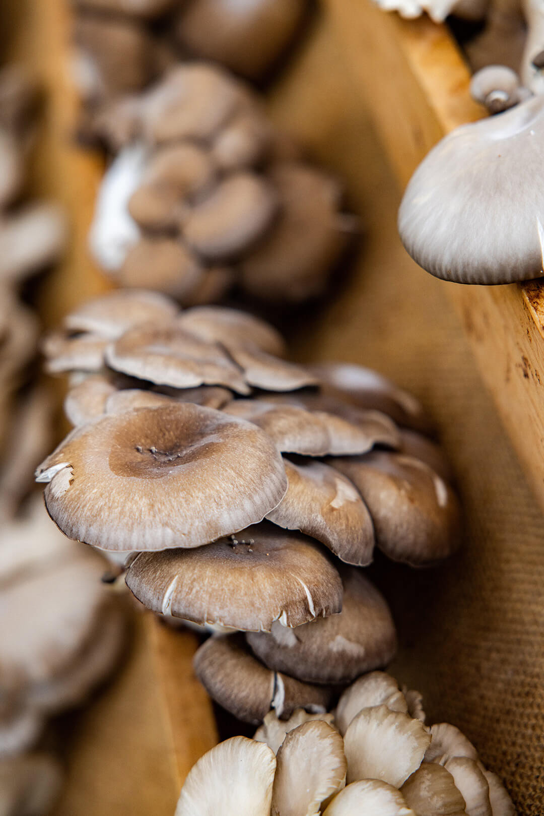 LAVO Ristorante Mushrooms