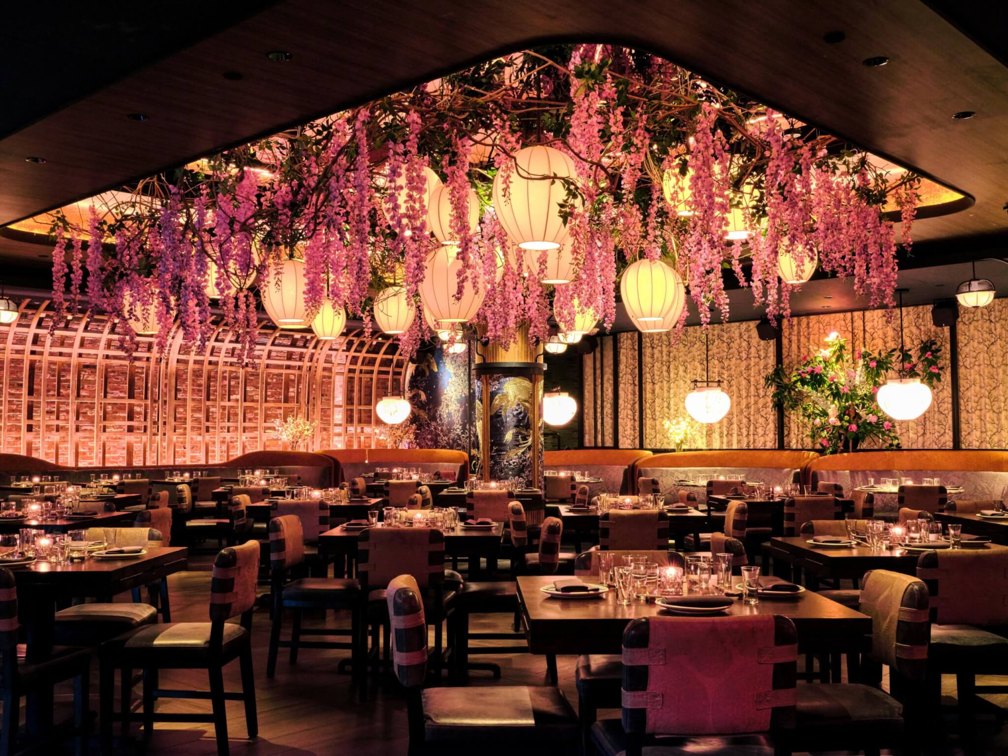 cherry blossom tree in sake no hana