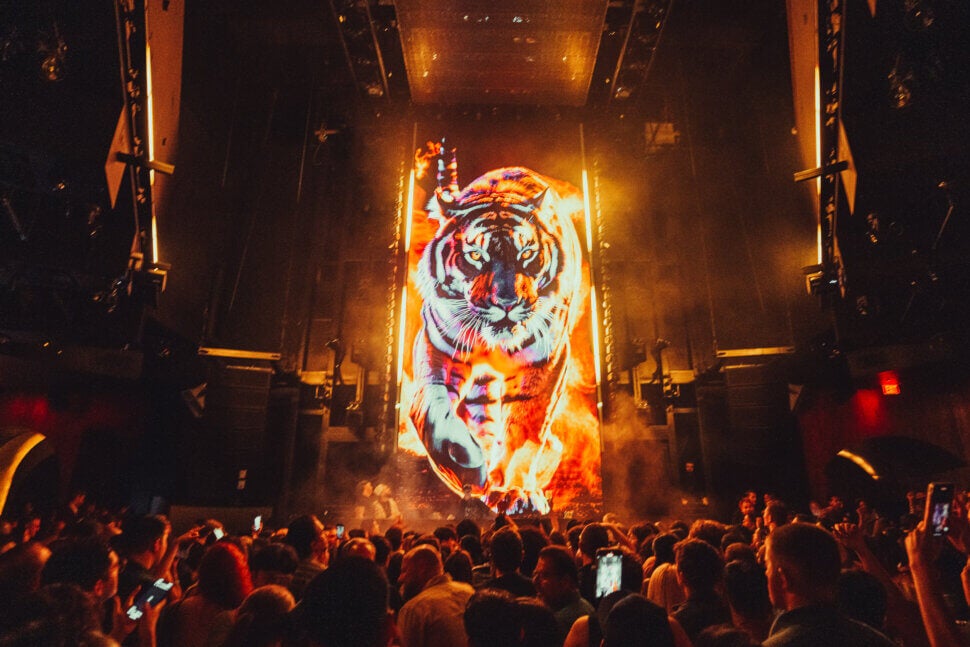 Tiger on LED screen at Marquee Nightclub